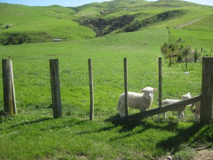 858 Oporae Road Waione_8