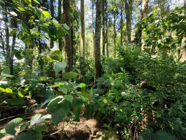 6C Stafford Street Westport_17