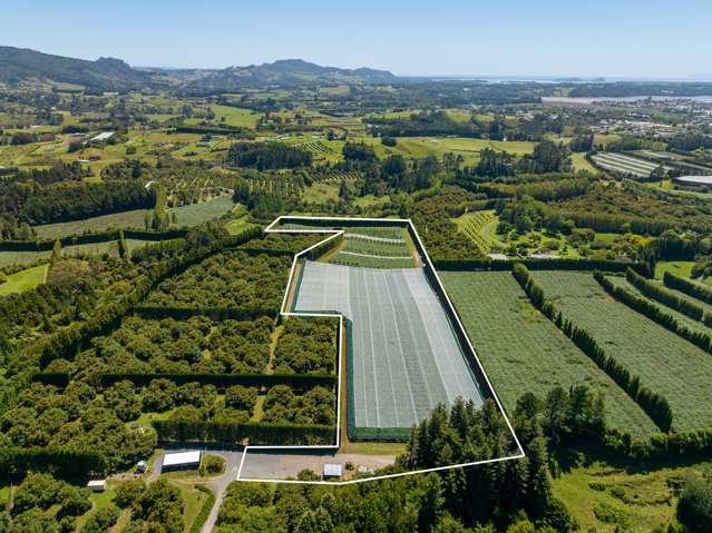 Outstanding G3 kiwifruit production block