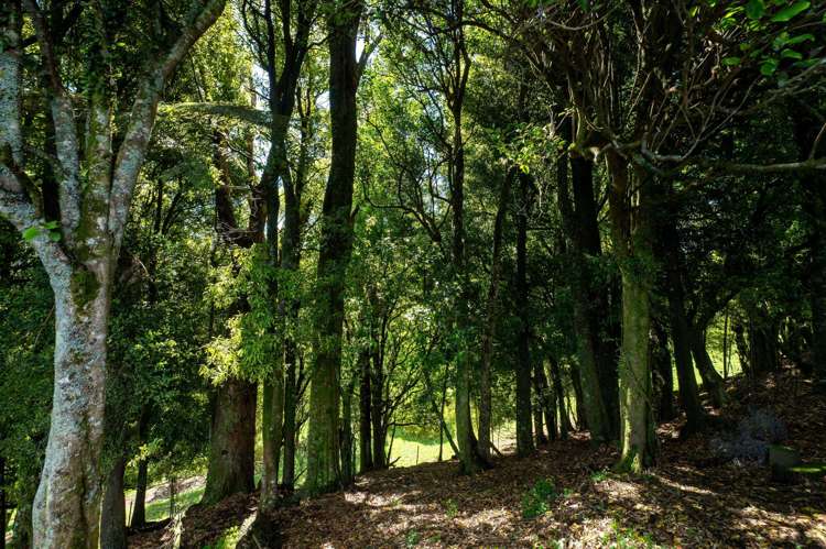 538 Kapukapu Road Kaharoa_31