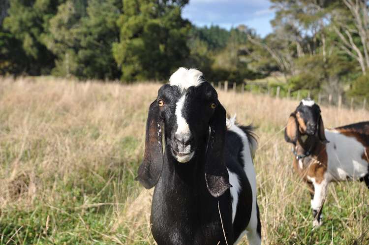 36f Farquharson Road Hunua_25