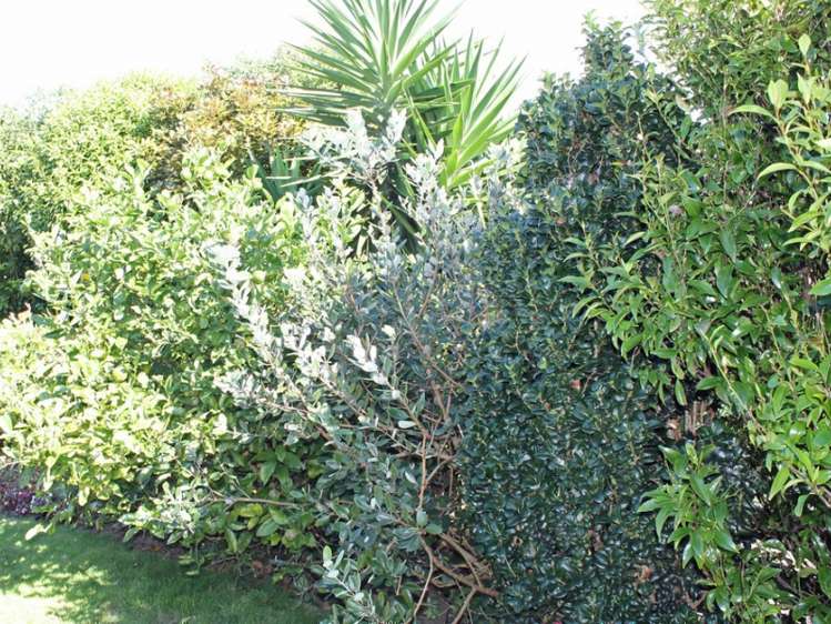 61b Karamea Street Whalers Gate_21