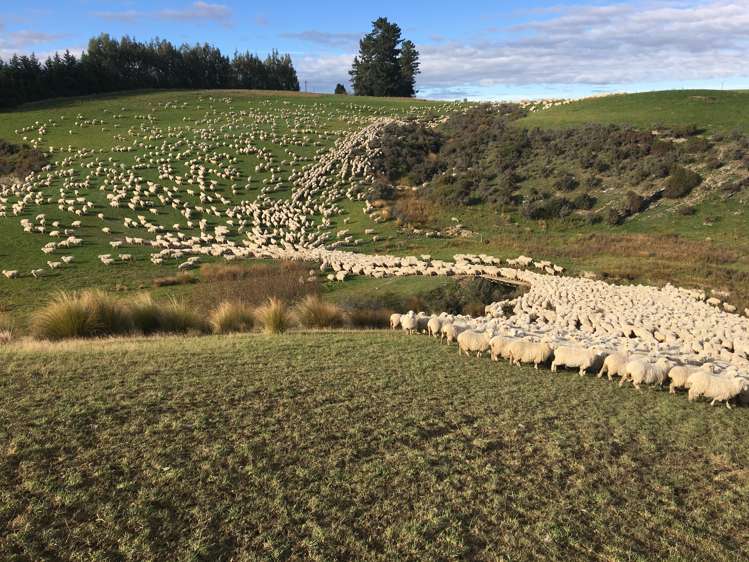 901 Wilden Runs Road West Otago Surrounds_8