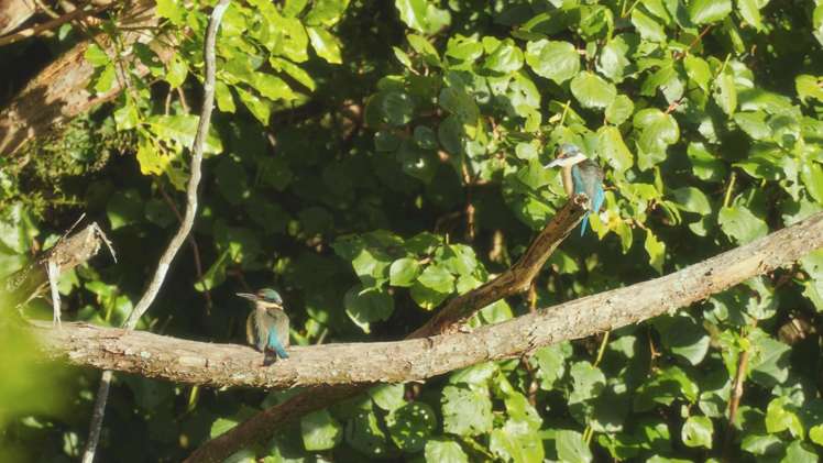 629E Tara Road Mangawhai_26