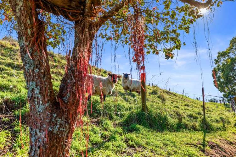 439 Cambridge Road Tauriko_28