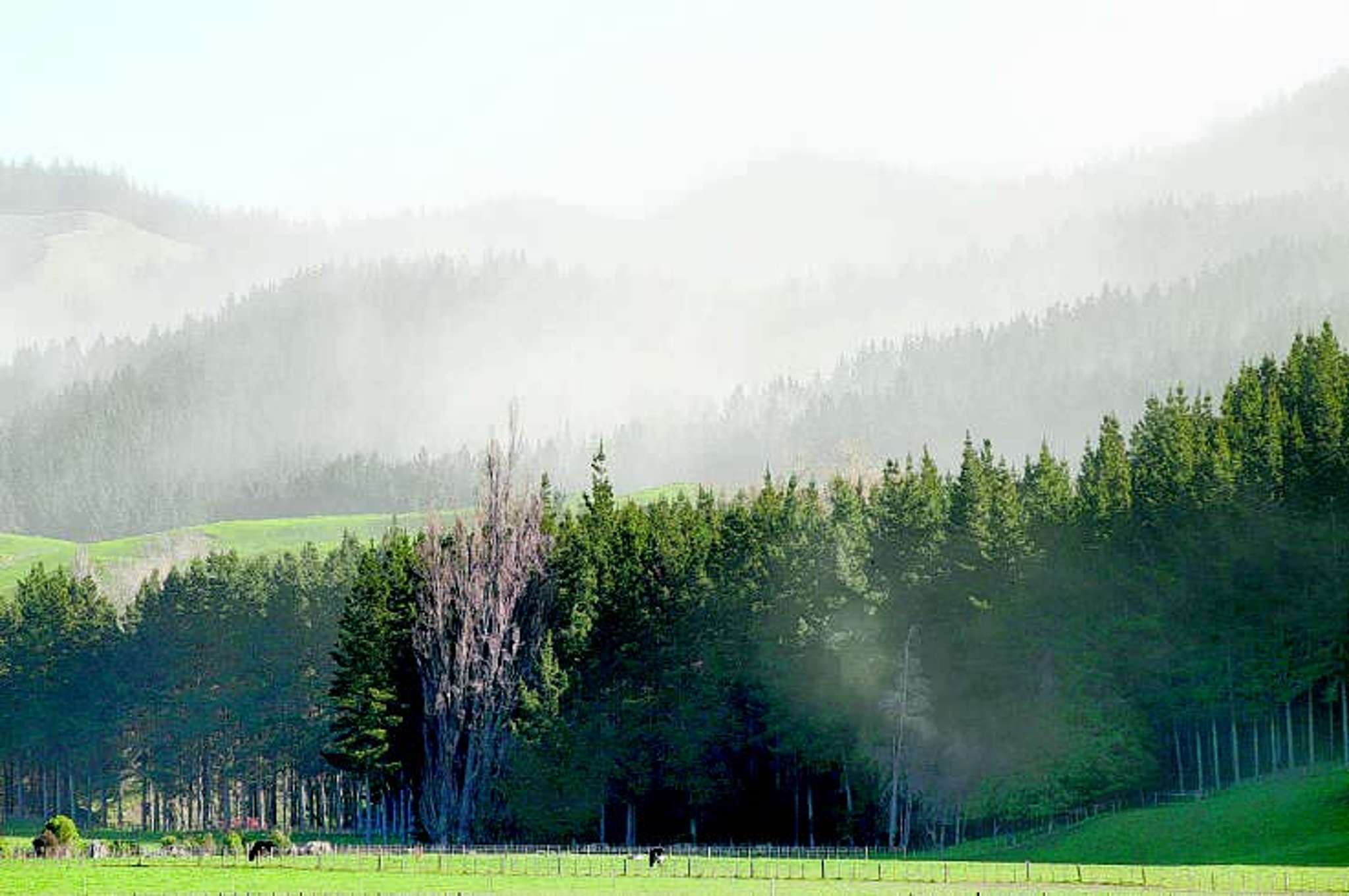 Maori foresters fight to keep pines in ETS