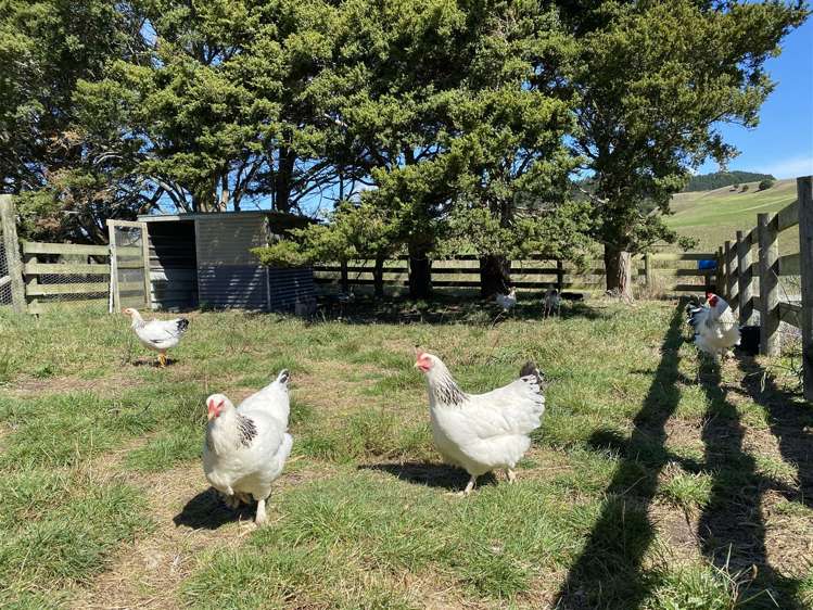 277 Valley Road Kaiwaka_20