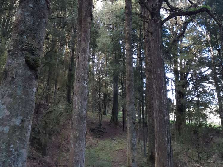 71 Pongahuru Road Taumarunui_7