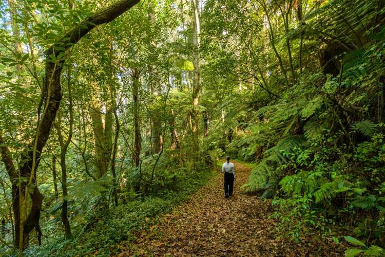 125 Boscabel Drive Ohauiti_7