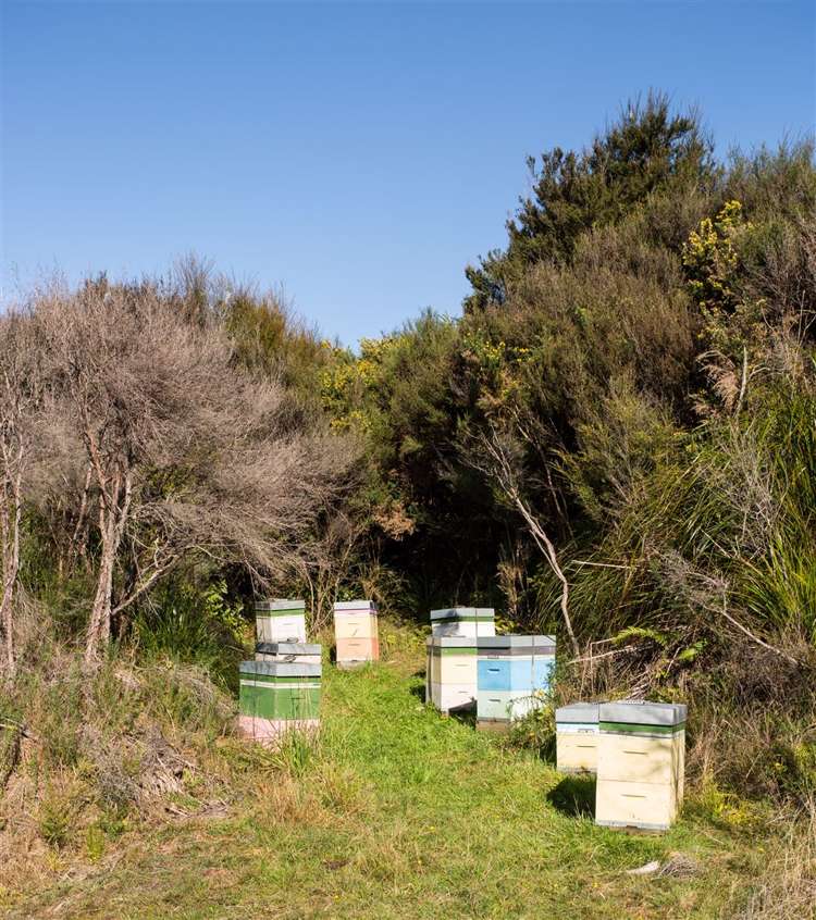 60 Snake Creek Road Kahurangi National Park_21