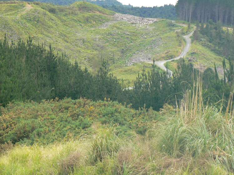 Lot 65 Stoney Creek Road Mangamuka_11