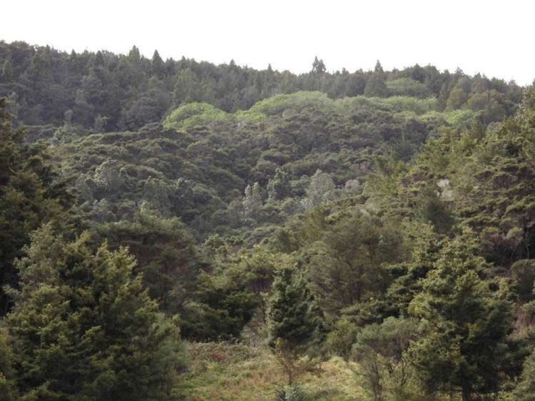 509a Old Maratoto Road Hikutaia_5