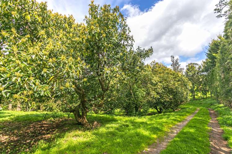 231 Walford Road Aongatete_26