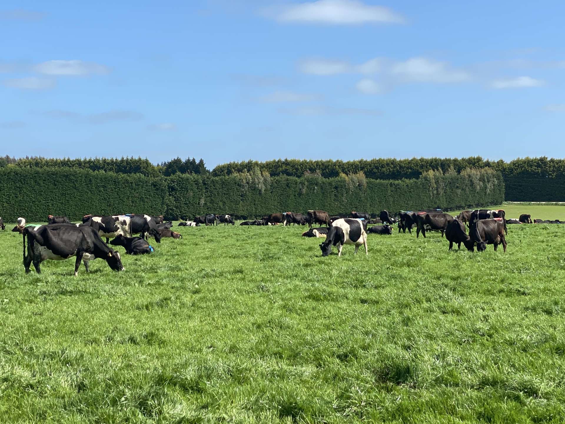 1005 Woodlands Invercargill Highway Longbush_0