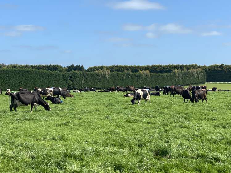 1005 Woodlands Invercargill Highway Longbush_0