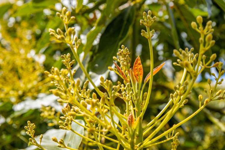 143 Norris Road Maungatapere_17