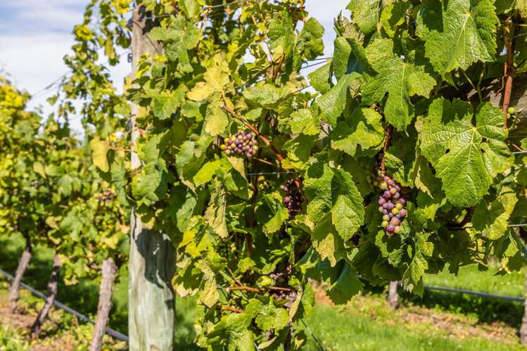 1114 Omihi Road Omihi_32