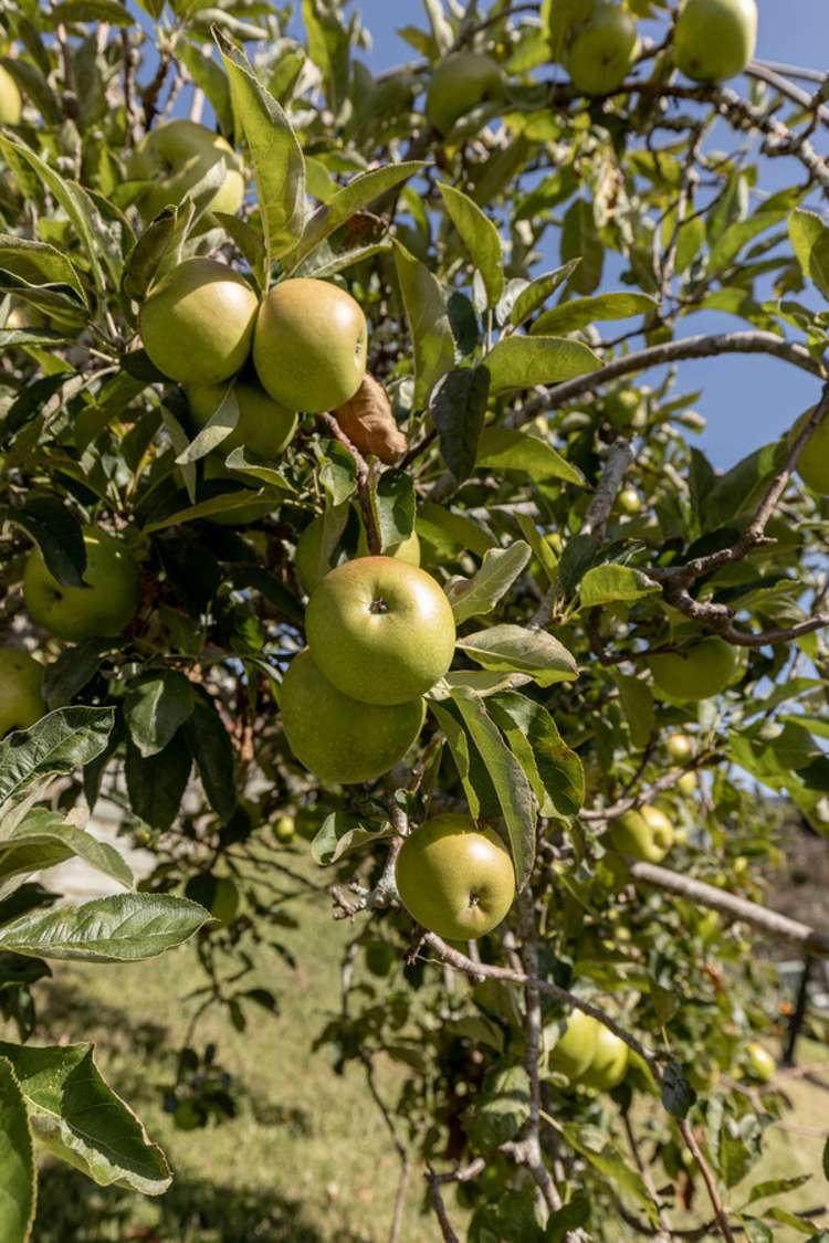 21 Omokoroa Road Omokoroa_22