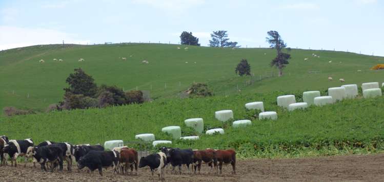 1726 Owaka Highway Kaka Point_11