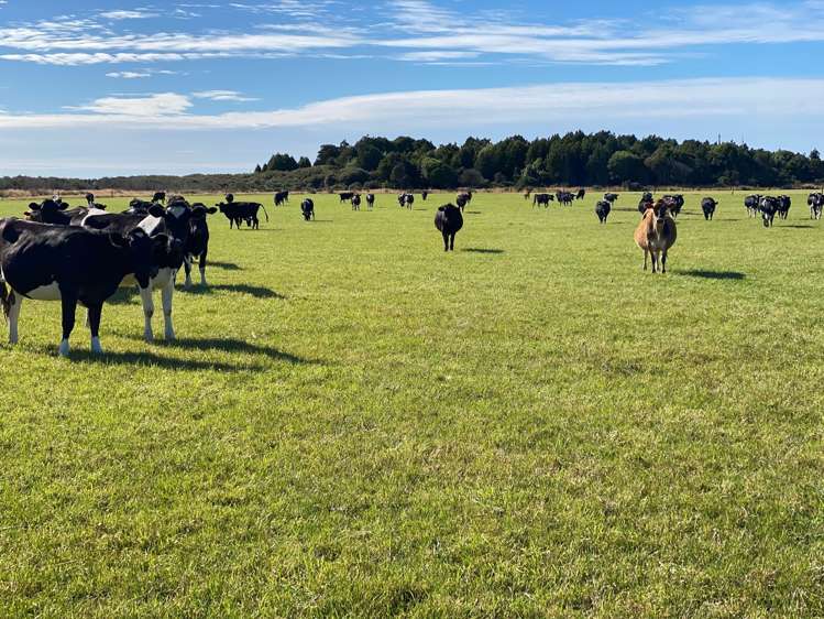 235 Waituna Lagoon Road Wyndham Surrounds_18