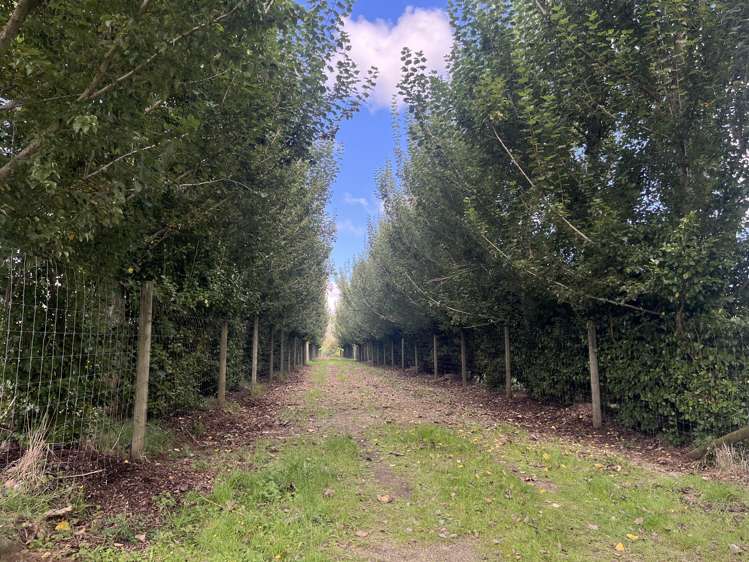 Redoubt Road Cambridge_6