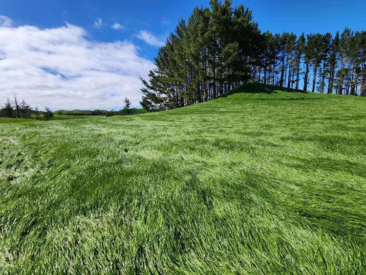 137 Ratapiko Road Ratapiko_3