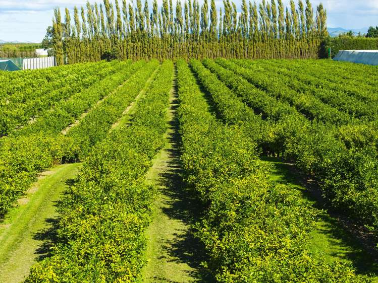 75 Brown Road Ormond_21