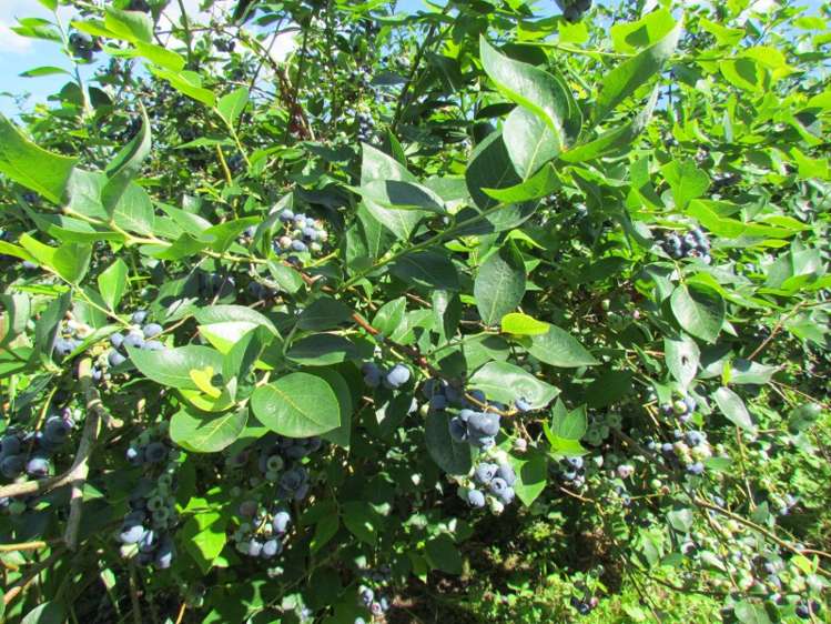 108 Te Rahu Road Whakatane_17