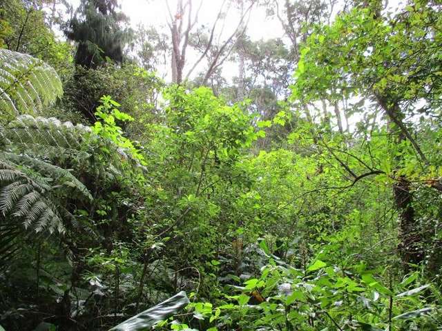 798 South Titirangi Road Titirangi_3