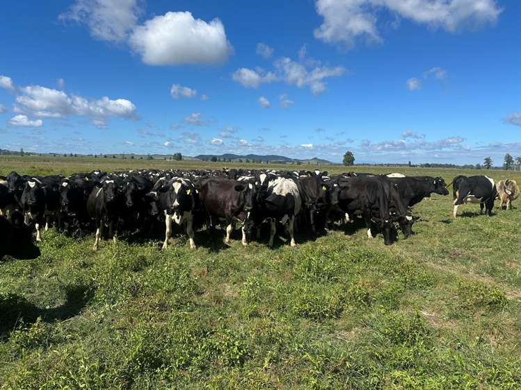 2284/2299 Tahuna Road Tahuna_2