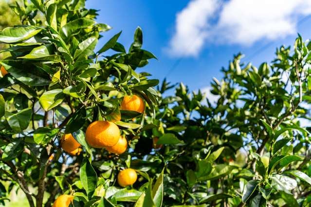 52B Hooks and Halls Road Waimamaku_4