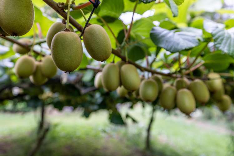 19E Amber Lane Karapiro_1