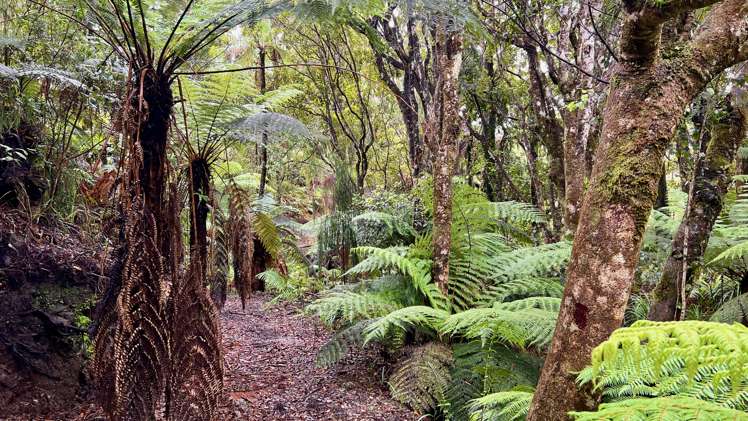 Whiskey Creek, State Highway 6 Charleston_12