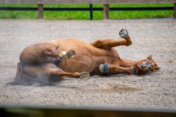 442 Bruntwood Road Tamahere_9