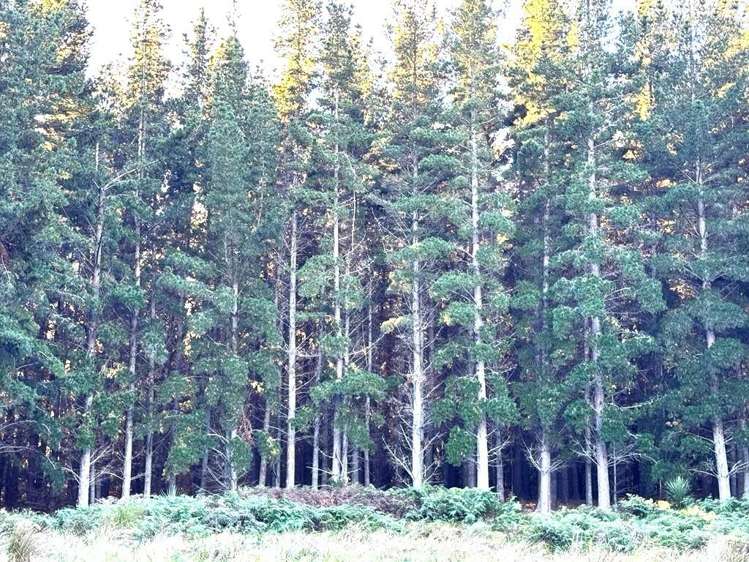 109 Mclaren Gully Road Allanton_10