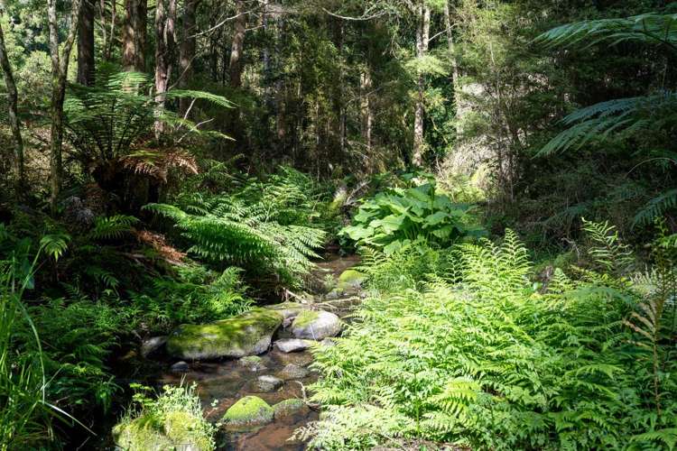 46 Cookson Road Kawakawa_34