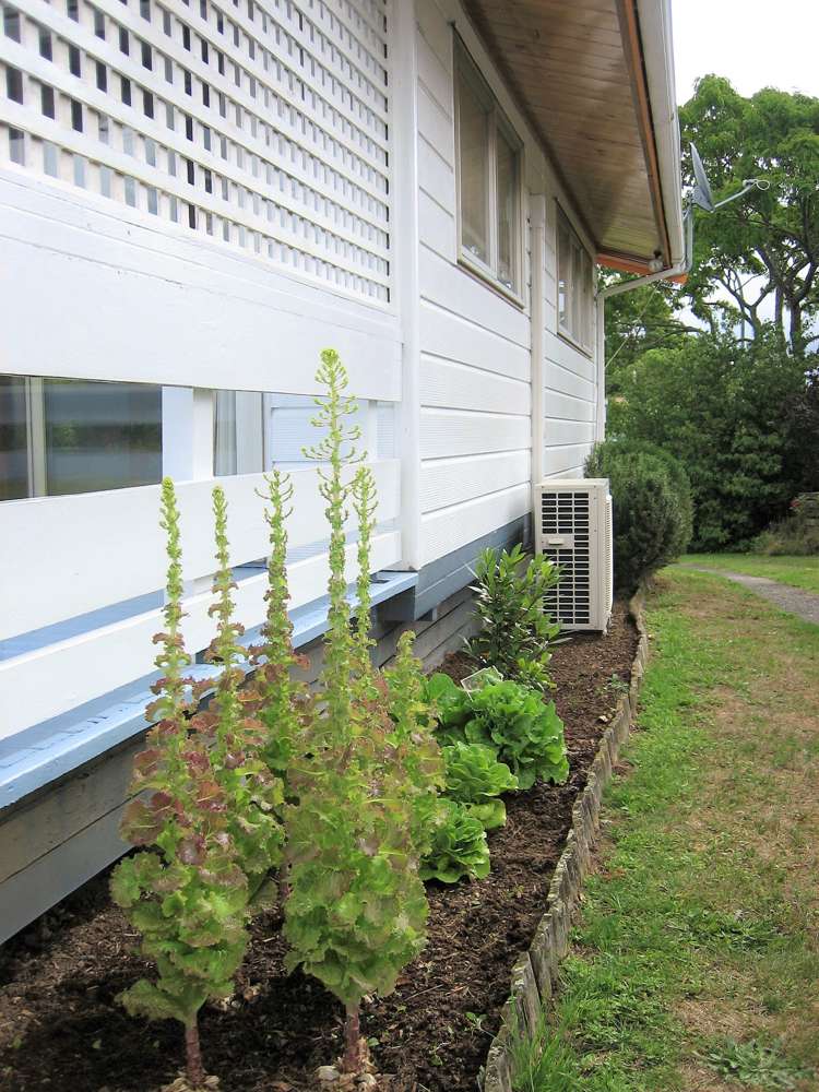 29 East Grampian Street Tokoroa_17