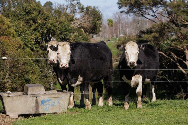 1664 Te Aroha-Gordon Road, Te Aroha Matamata-piako Surrounds_22