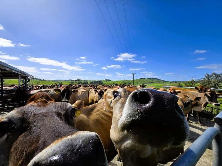 213 Lindquist Road Ararua_5