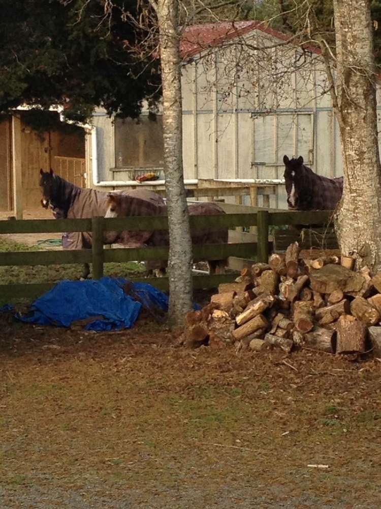 84 Appleby Road Drury_18