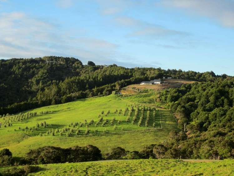 56 Kokopu Lane Mangawhai_1