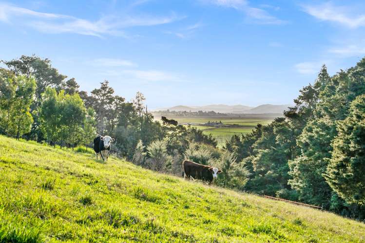 389A Crane Road Kauri_12