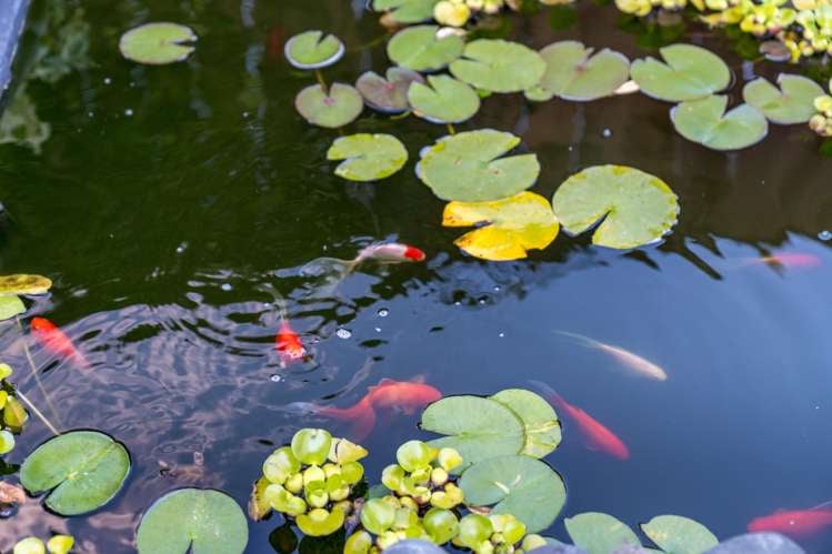 38a Pokapu Street Titirangi_20