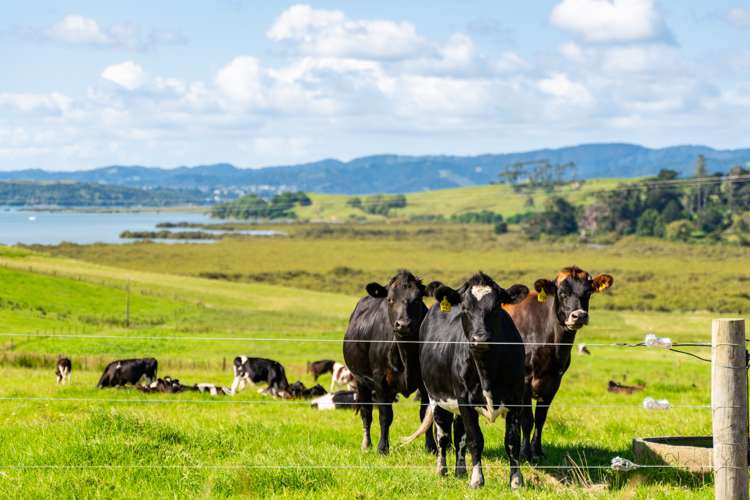 174 Gilbert Road Whangarei_21