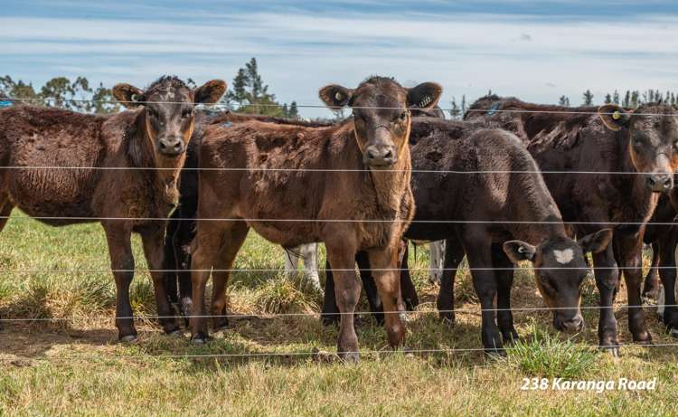 238 - 240 Karanga Road Dunsandel_12