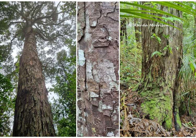 726 Paparoa Station Road Maungaturoto_27