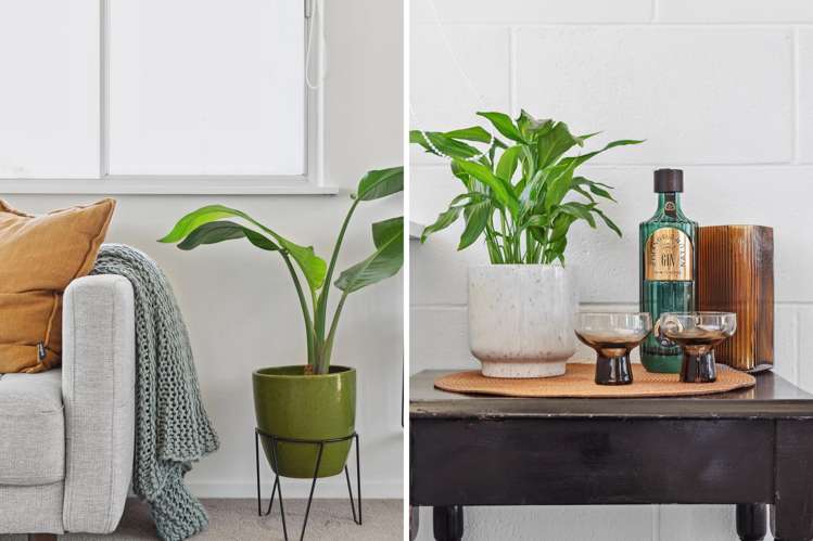 10/5 Bourne Street Mount Eden_11