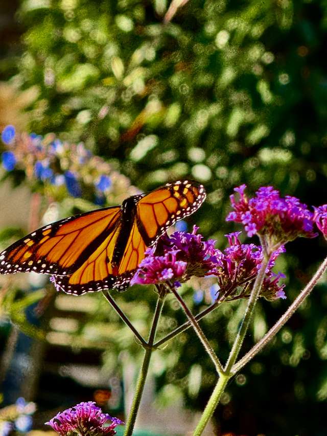 18 Orr Street Duntroon_1