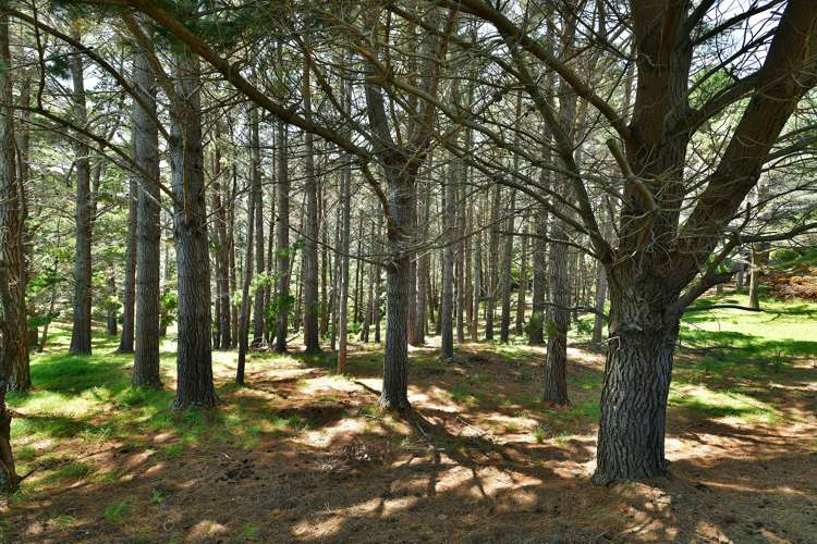 123 Gatfield Road Kaukapakapa_12