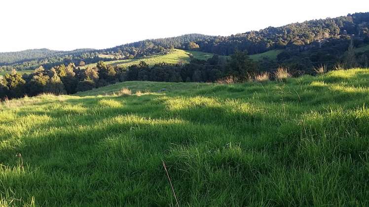 Lots 4,5,6 Taheke Road Taheke_4